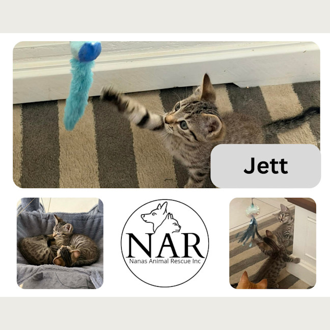 Photo of Jett 