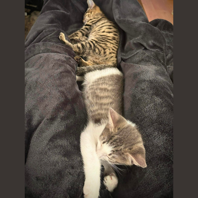 Photo of Toby (Short For Dweezlewamba)