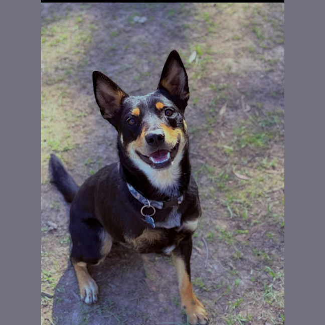 Photo of Leo   3 Year Old Kelpie X Cattle Dog