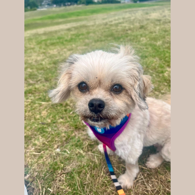 Photo of Annie