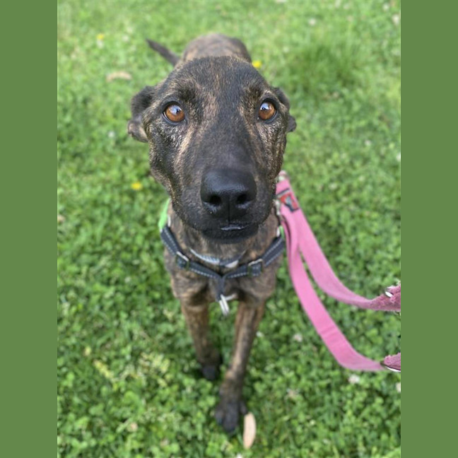 Photo of Stella Rose