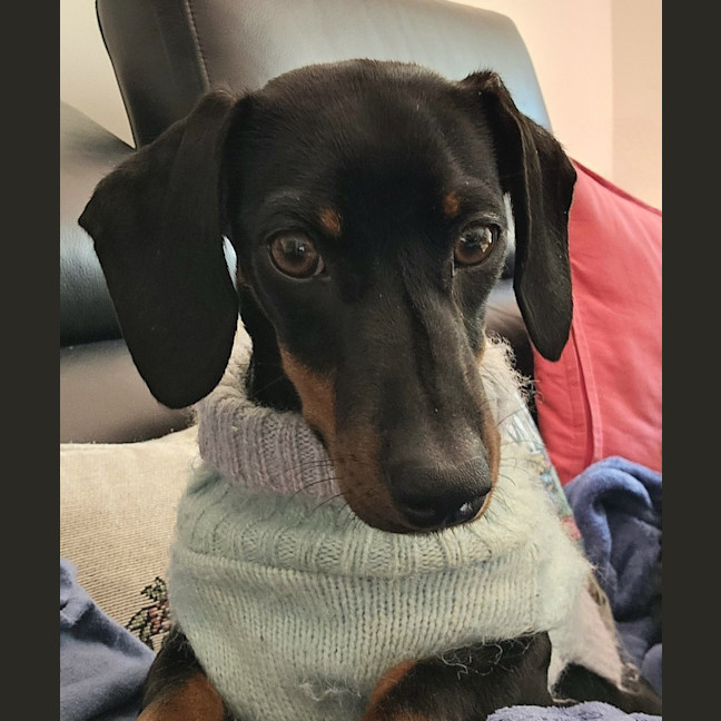 Photo of Honey   Puppy   3.5kg