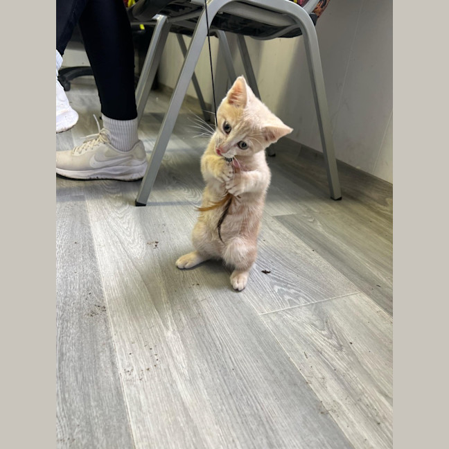Photo of Simba