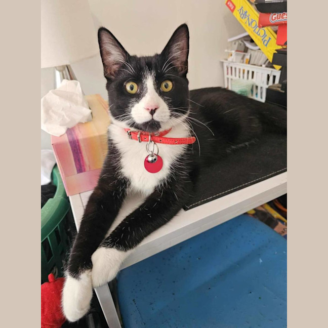 Photo of Mochi