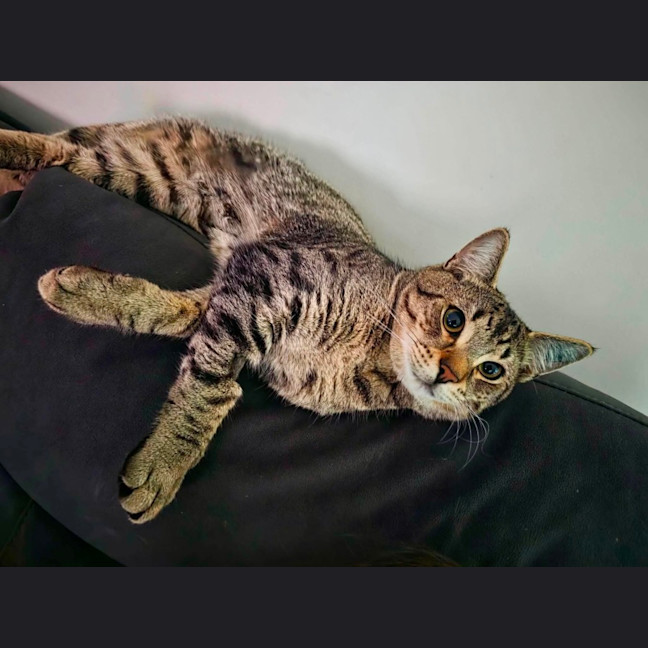 Photo of Chase 