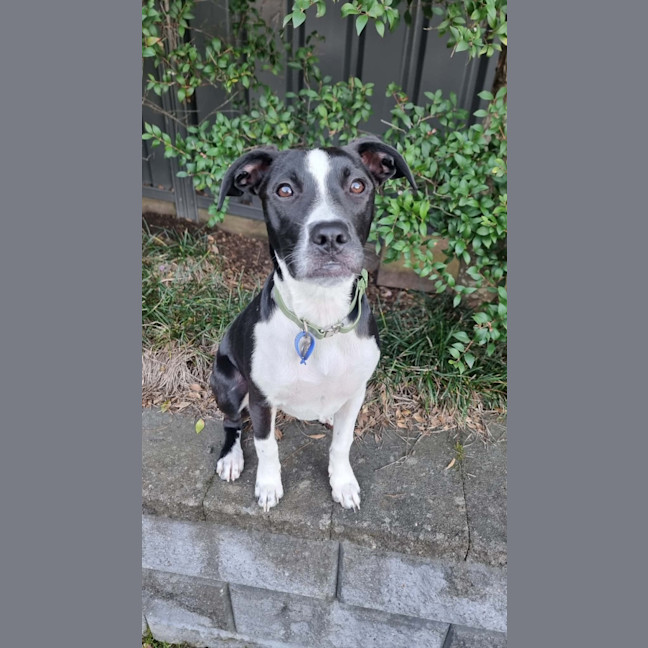 Photo of Honey   5 Month Old Staffy X Cattle Dog
