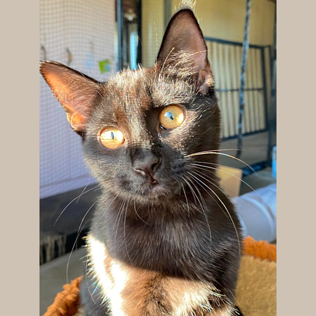 Photo of Purrsephone