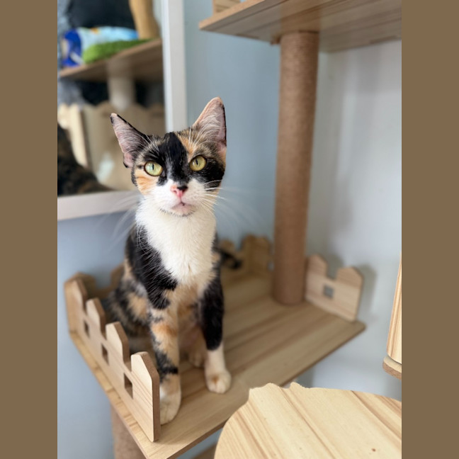 Photo of Savannah