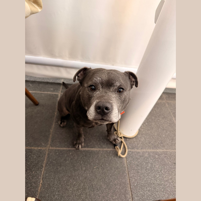 Photo of Gracie