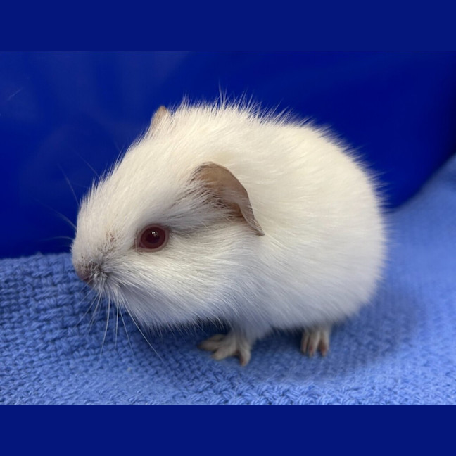 Photo of Pico