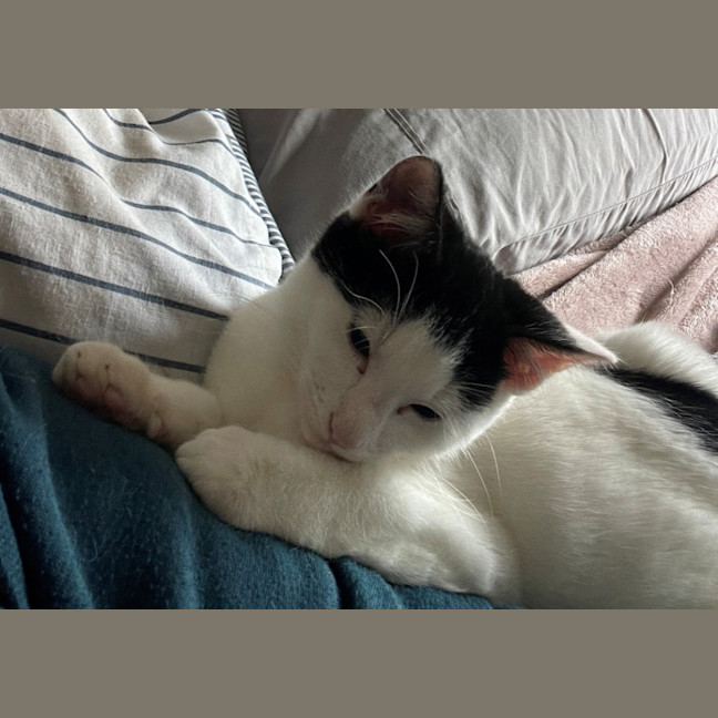 Photo of Scallywag