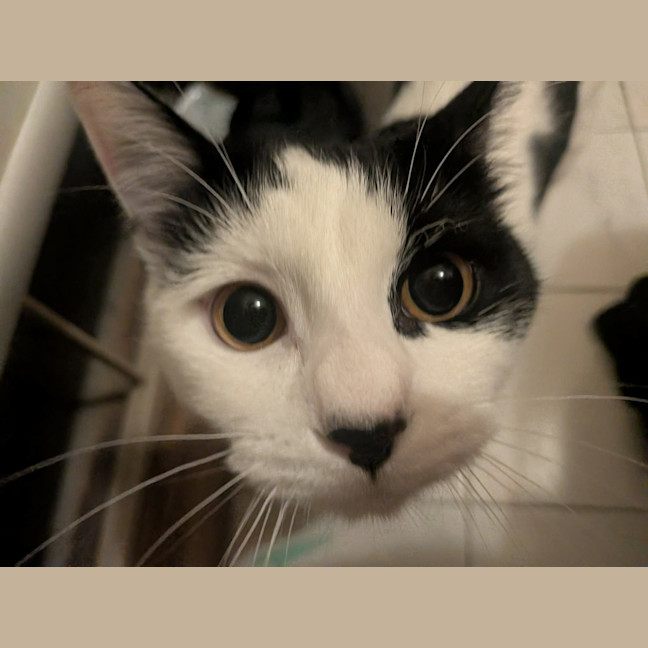 Photo of Lentil