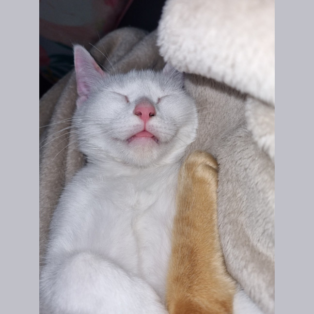 Photo of Finnick 💙