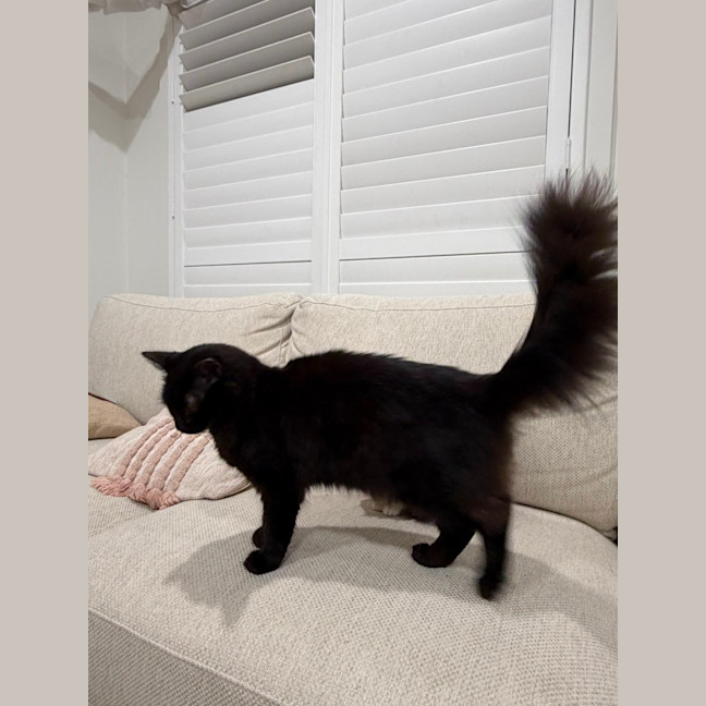 Photo of Pepper