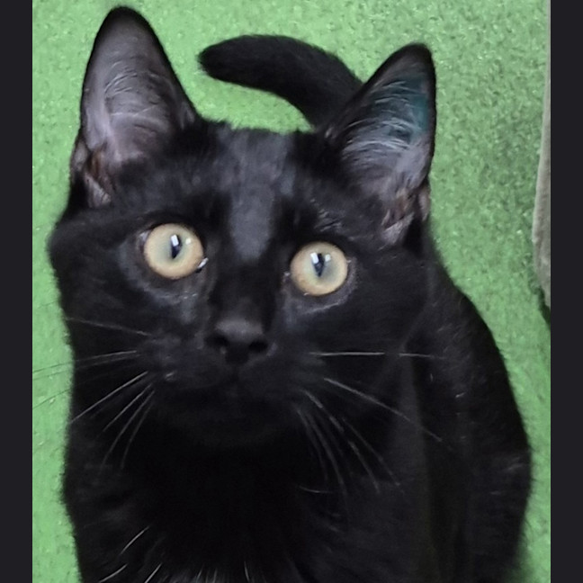 Photo of Yoda