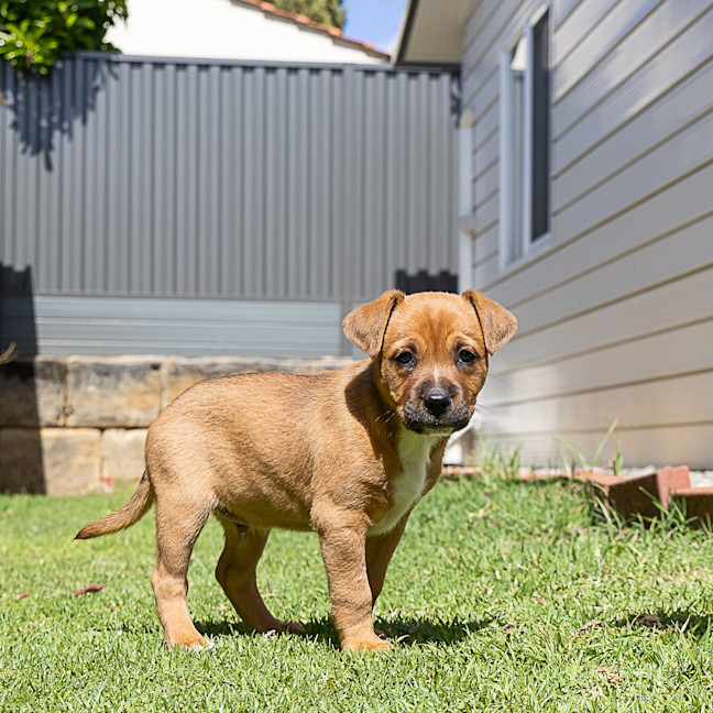 Photo of Brownie