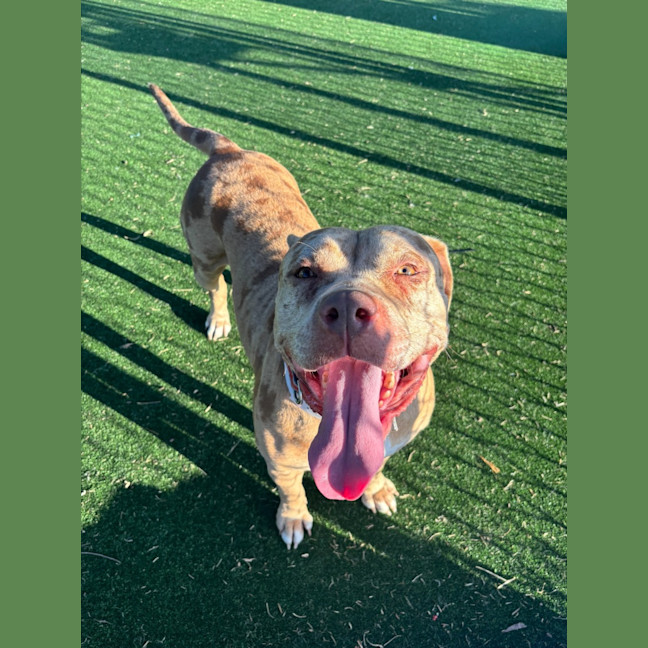 Photo of Calico Imp 1227