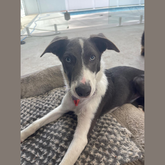 Photo of Grayson (Was Greyworm)