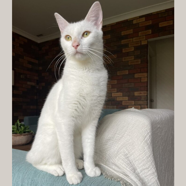Photo of Belle