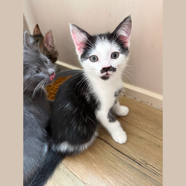 Photo of Flirt Meet Me At Petstock Chelsea