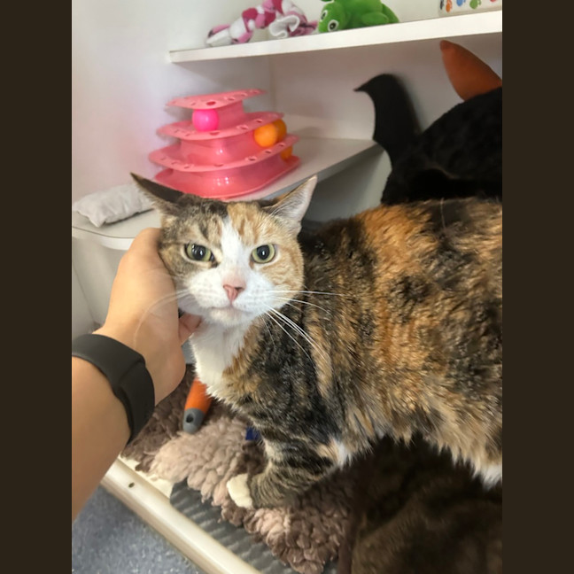 Photo of Tigerlily