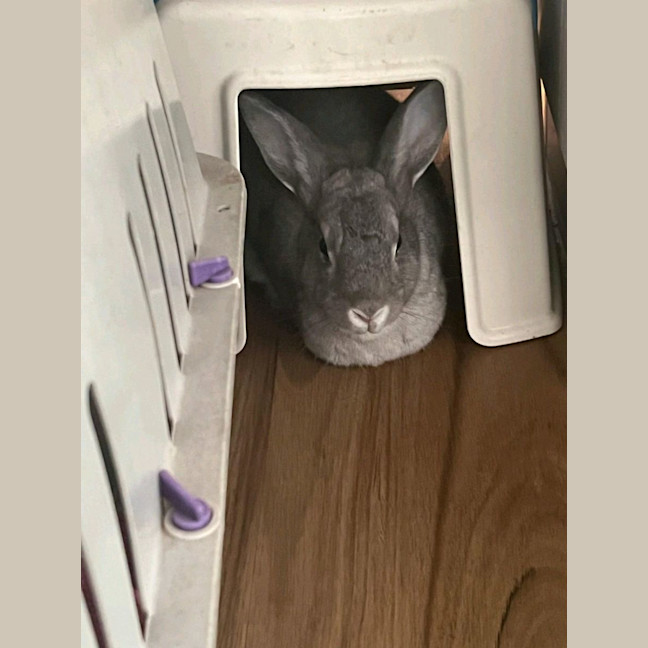 Photo of Millie (W Alon)