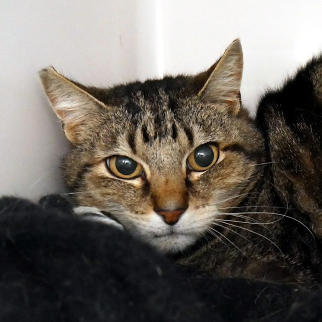 Photo of Stripes Sua014346