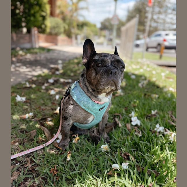 Photo of Coco   5 Year Old French Bulldog