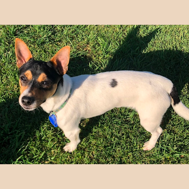 Photo of Tommy   10 Month Old Mini Fox Terrier (Hold)