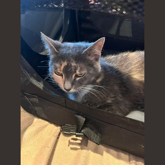 Photo of Pandora 