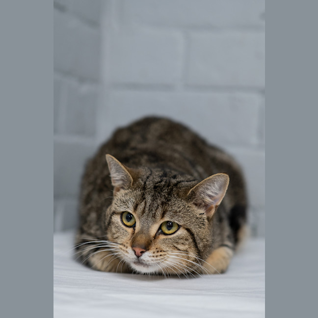 Photo of Loaf