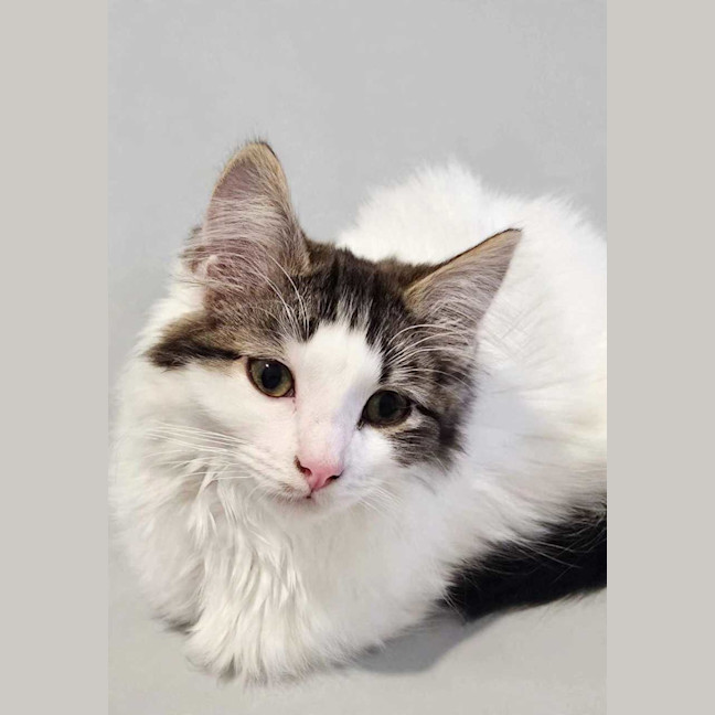Photo of Muffin 