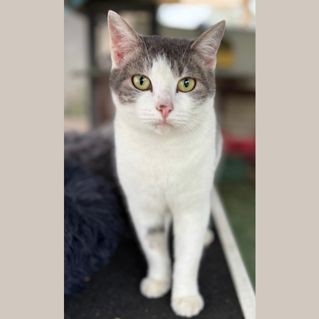 Photo of Whisper