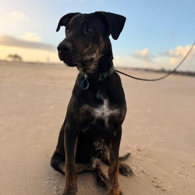 Photo of Rex