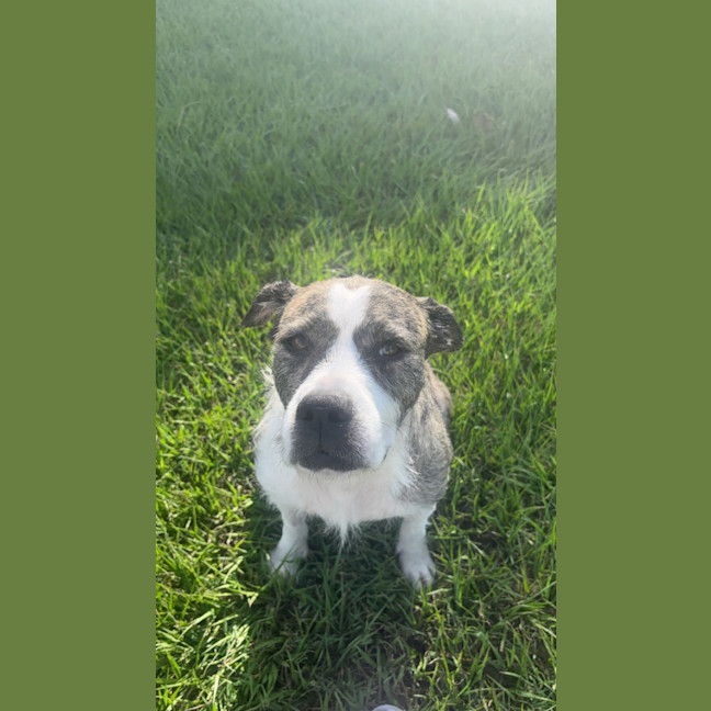 Photo of Lucy *$350 Adoption Fee*