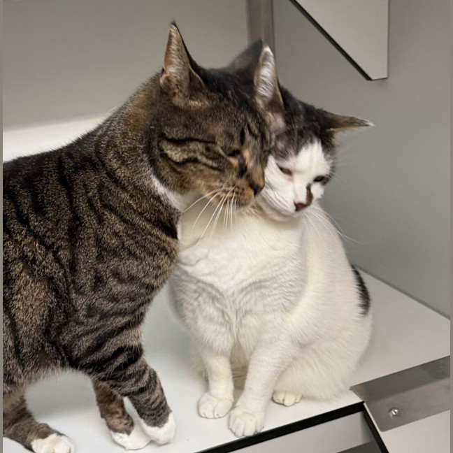 Photo of Gimli (Bonded To Evie)