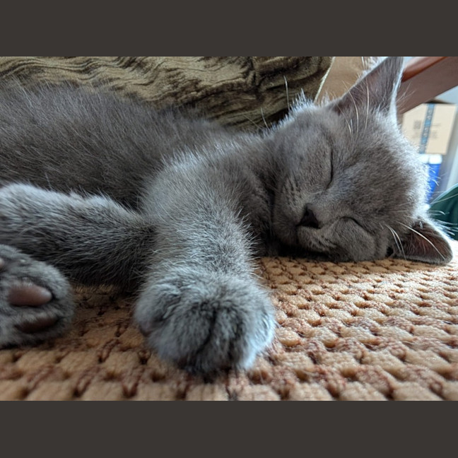 Photo of Rocket & Misty   Located In Glenroy