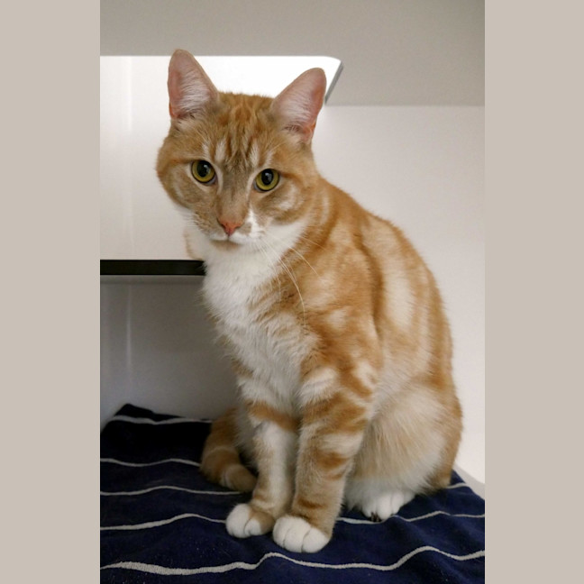 Photo of Gizmo Rsua010868