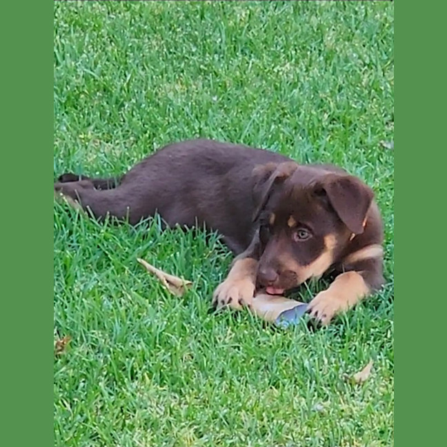 Photo of Stella