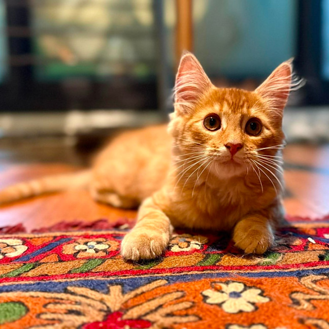Photo of Salsa   In Foster Care In Brunswick East
