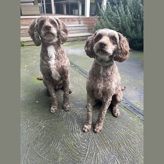 Photo of Charlie & Mei Mei