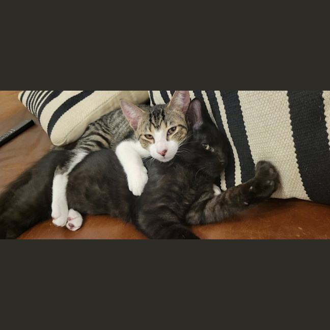 Photo of Mambo & Bolero   In Foster Care In Coburg