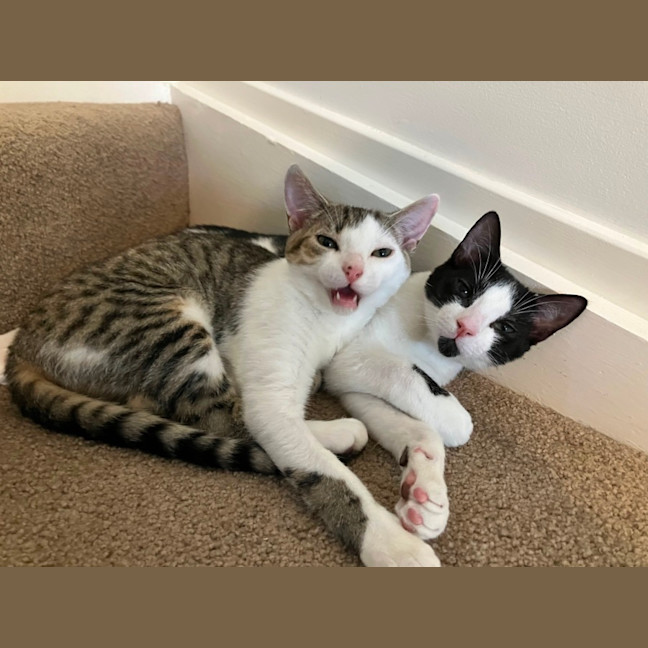 Photo of Spock & Sparrow   5 Month Old Domestic Short Hair
