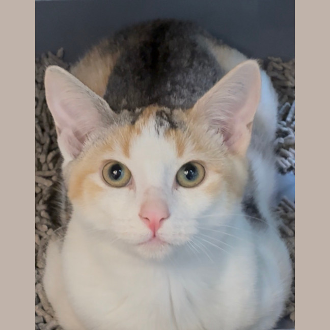 Photo of Ophelia