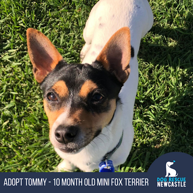 Photo of Tommy   10 Month Old Mini Fox Terrier (Hold)