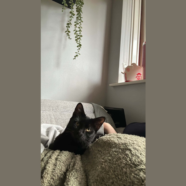 Photo of Crackle