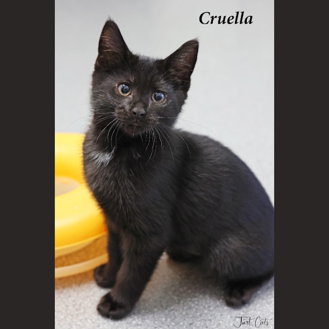 Photo of Cruella