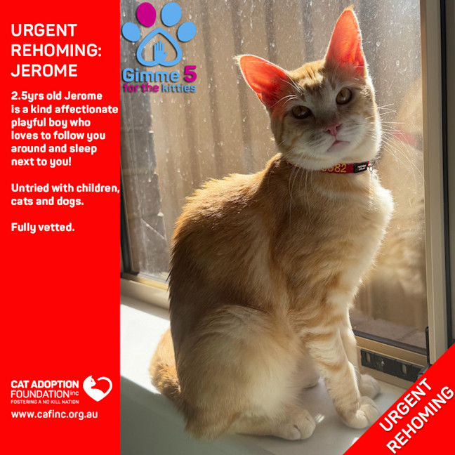 Photo of Jerome Private Rehoming No Charge!