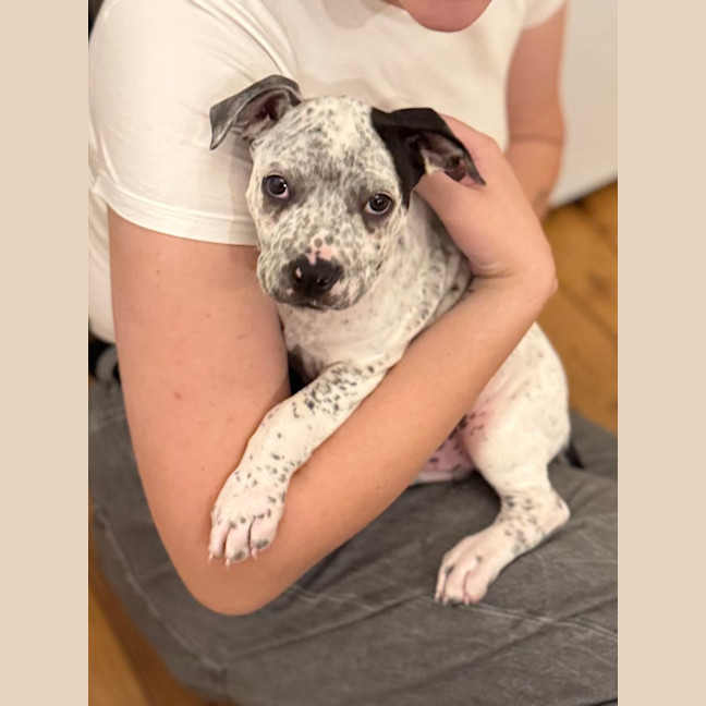 Photo of Charlie   10 Week Old Cattle Dog X