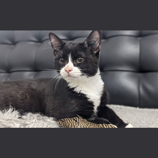 Photo of Clyde 